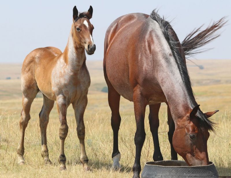 035 - Frost Miss Reba colt